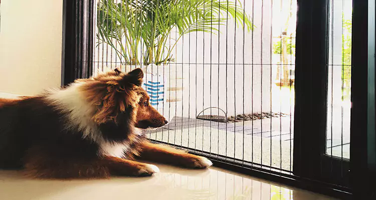 Sliding Screen Pet Door Repair in Crestview, FL
