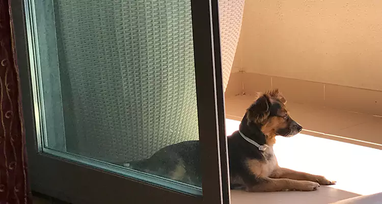 French Door Pet Screen Repair in Crestview, FL